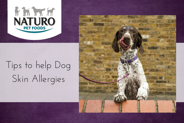 Tips to help Dog Skin Allergies