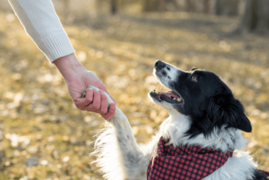 Top five tricks to teach your dog