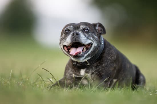 How to care for your Senior Dog