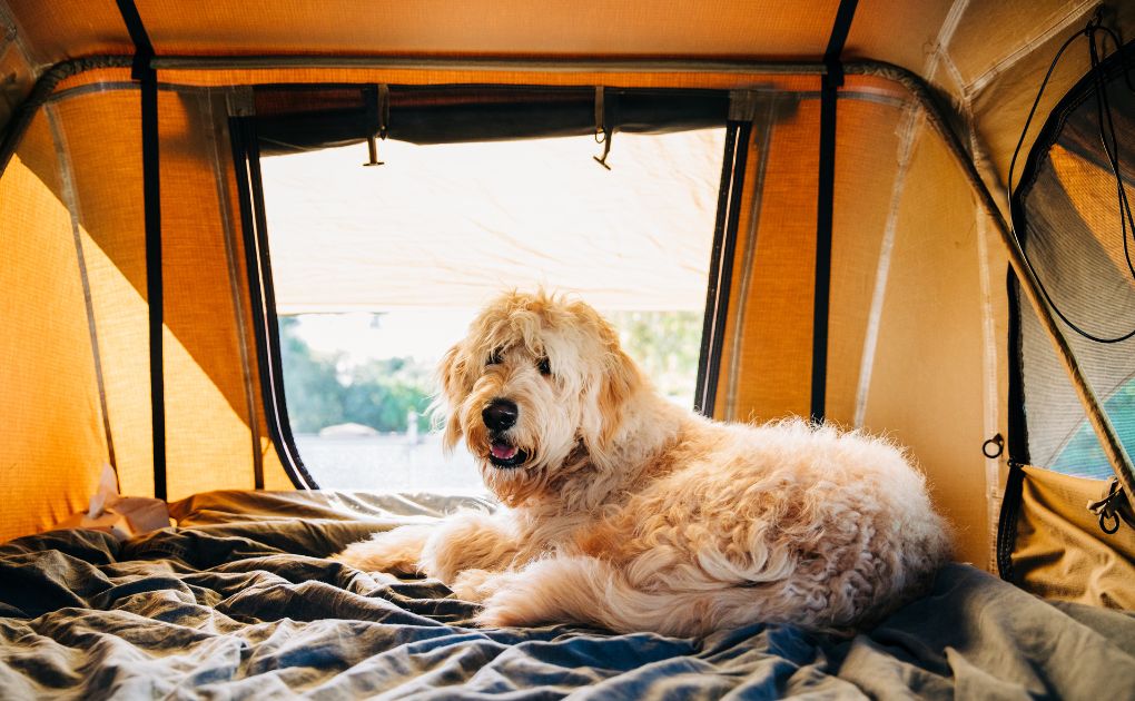 Taking your Dog on a Camping Trip