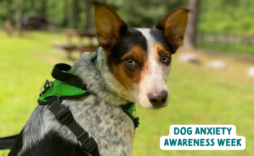 Managing Your Dog's Anxiety: Tips for Dog Anxiety Awareness Week