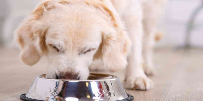 What type of food should I feed my dog?  