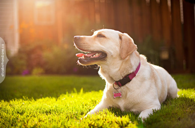 dog enjoying the sun