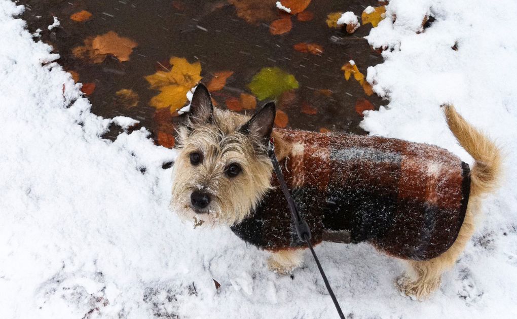 Winter Pet Care: Safeguarding Your Four-Legged Friends in Chilly Conditions