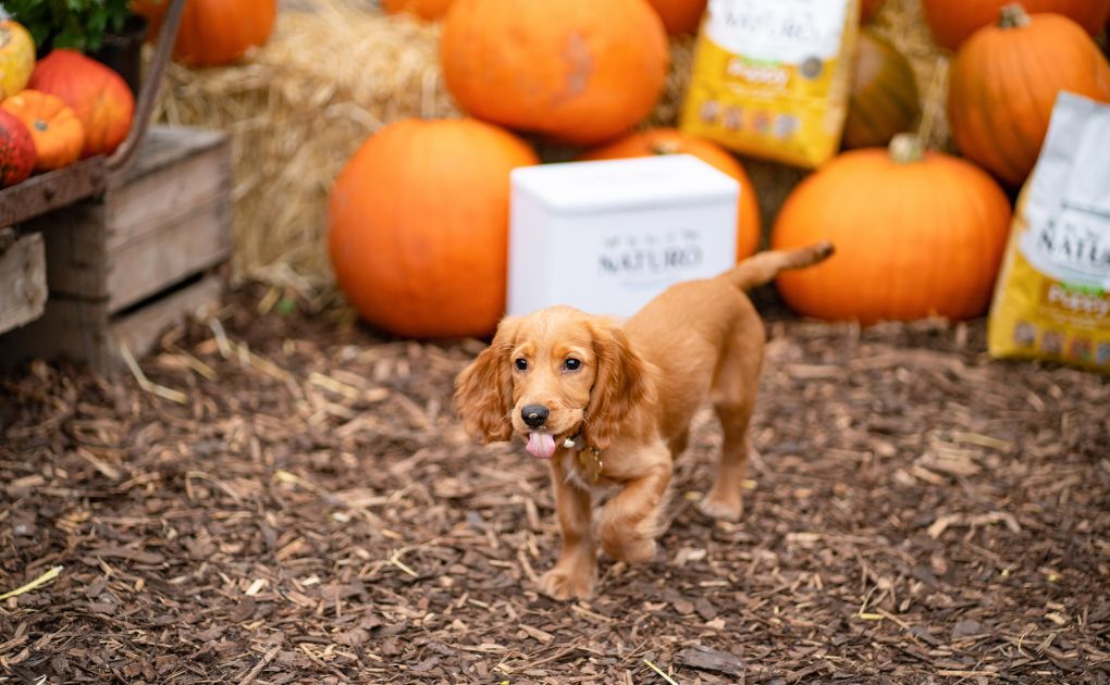 Howl-o-ween Safety: Keeping Your Furry Friends Spooktacularly Safe with Naturo Natural Pet Foods
