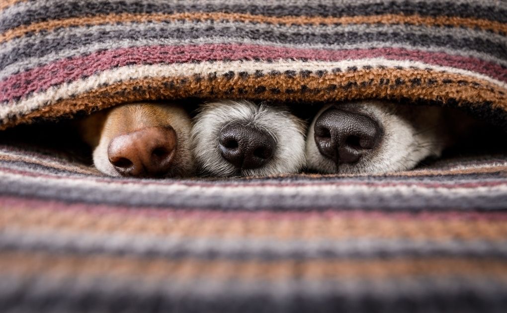 Nourishing Autumn: Naturo Natural Pet Foods' Guide to Keeping Your Pets Cosy and Safe