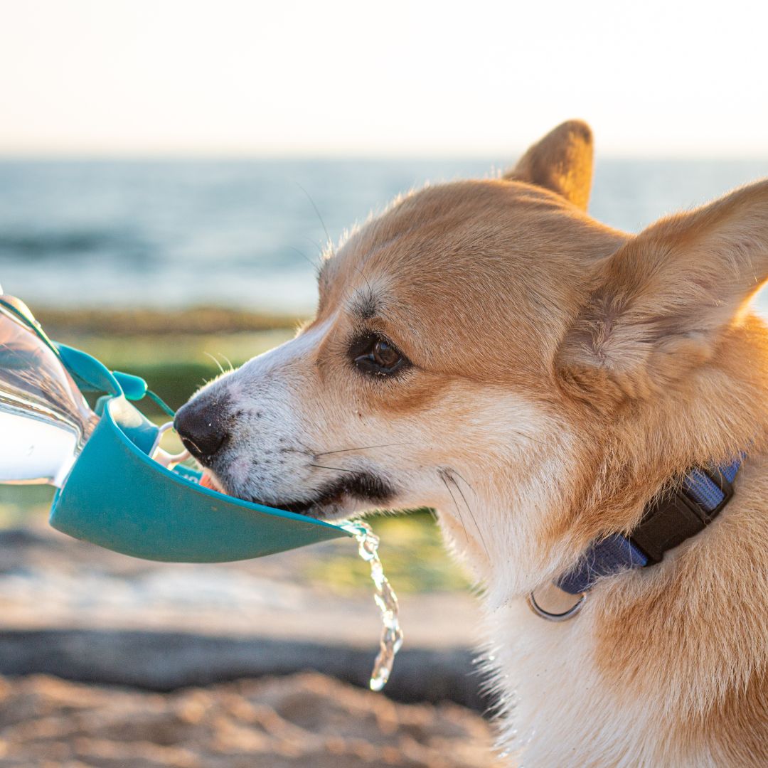 National Pet Hydration Awareness Month